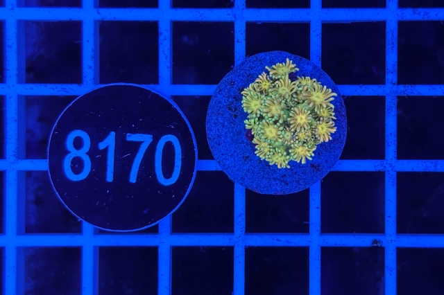 Goniopora Rainbow Goniopora Rainbow