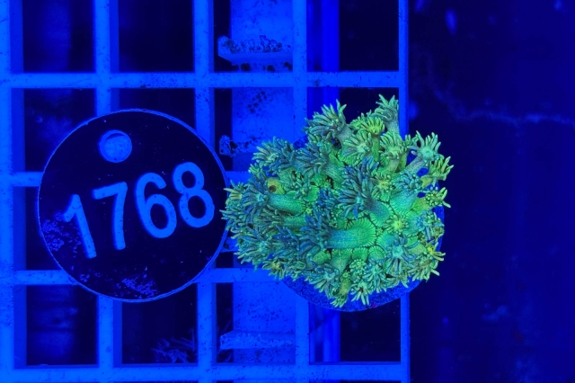 Goniopora Rainbow Goniopora Rainbow