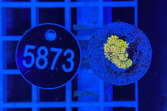 Goniopora Rainbow - 5783_22