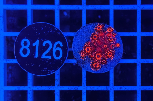 Goniopora Rainbow - 8126_22