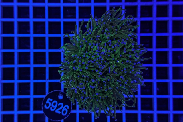 Euphyllia glabrescens - 5926_22