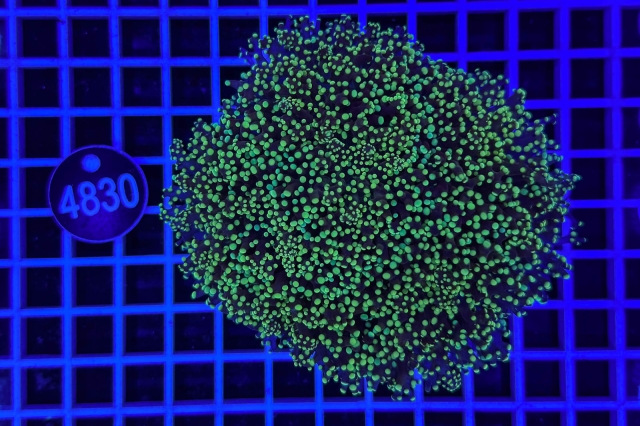 Euphyllia glabrescens - 4830_22