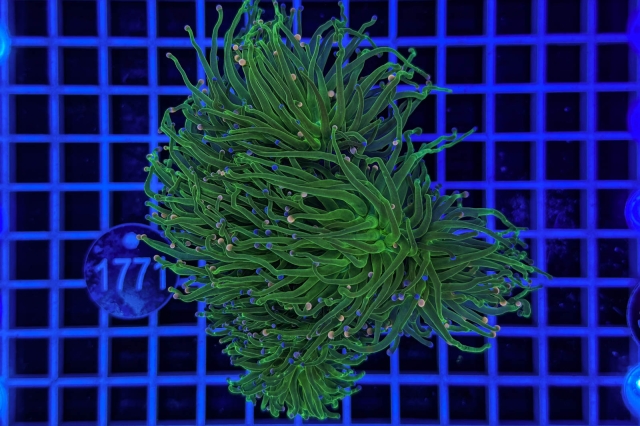 Euphyllia glabrescens - 1771_22