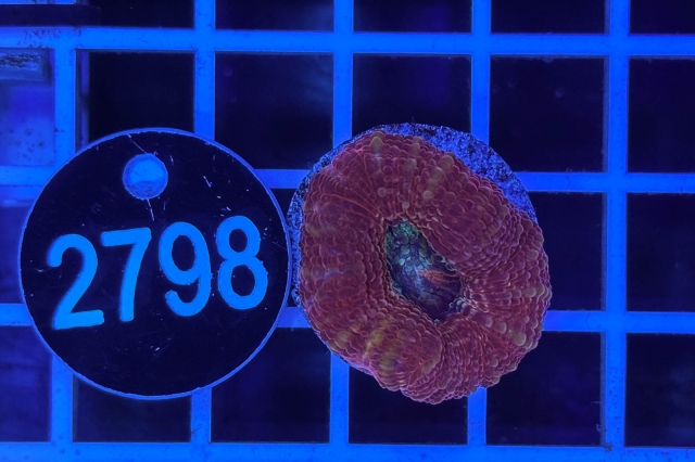 Acanthastrea bowerbanki