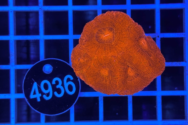 Acanthastrea bowerbanki
