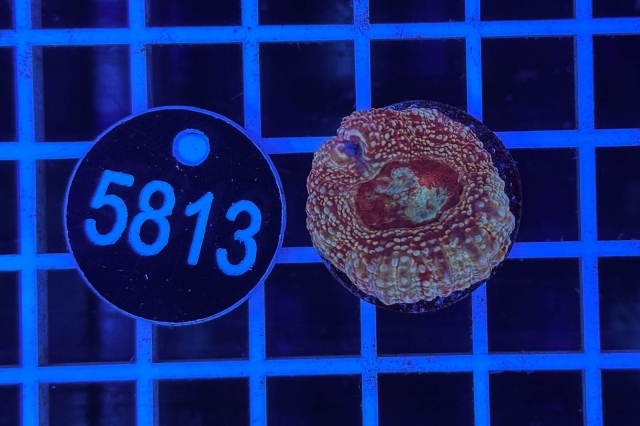 Acanthastrea bowerbanki