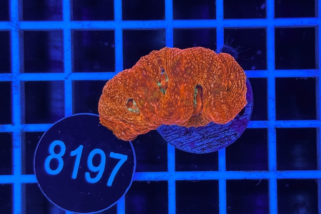 Acanthastrea bowerbanki