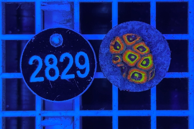 Micromussa Holy Grail - 2829_22