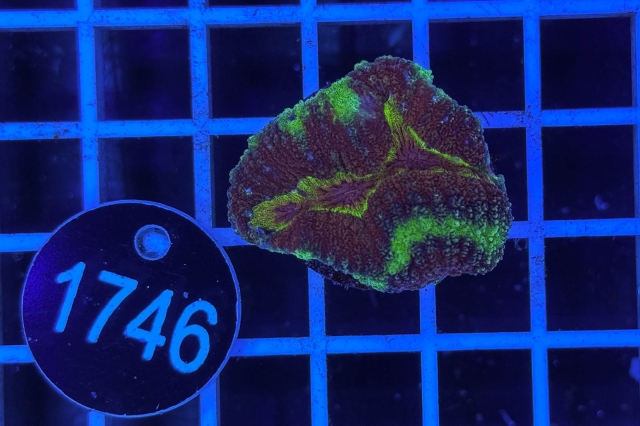 Symphyllia sp. - 1746_22