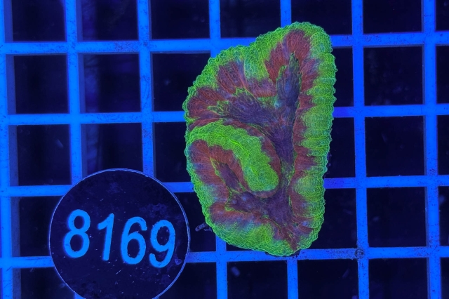 Symphyllia sp. - 8169_22