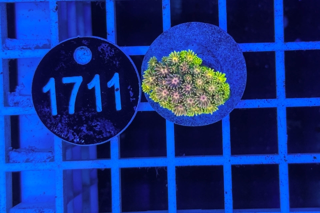 Goniopora Rainbow Goniopora Rainbow