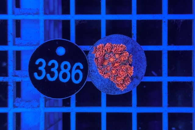 Goniopora Rainbow Goniopora Rainbow