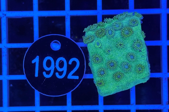 Turbinaria - 1992_22