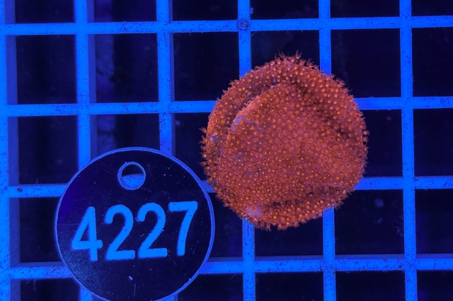 Montipora