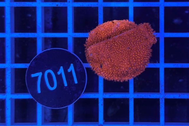Montipora