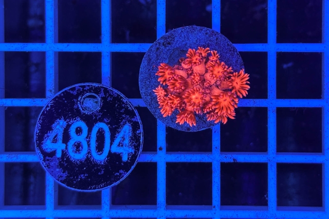 Goniopora Rainbow Goniopora Rainbow