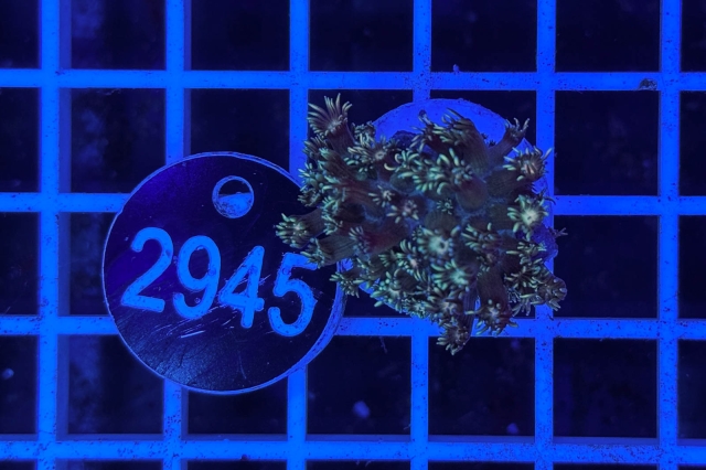 Goniopora Rainbow - 2945_22