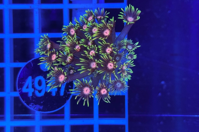 Goniopora Rainbow Goniopora Rainbow