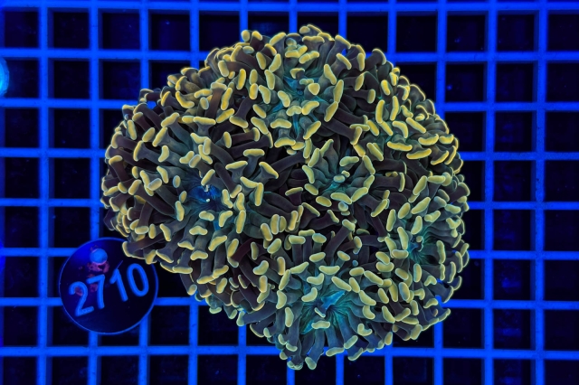 Euphyllia paraancora Euphyllia paraancora