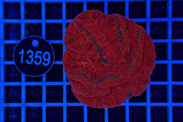 Symphyllia sp. - 1359_23