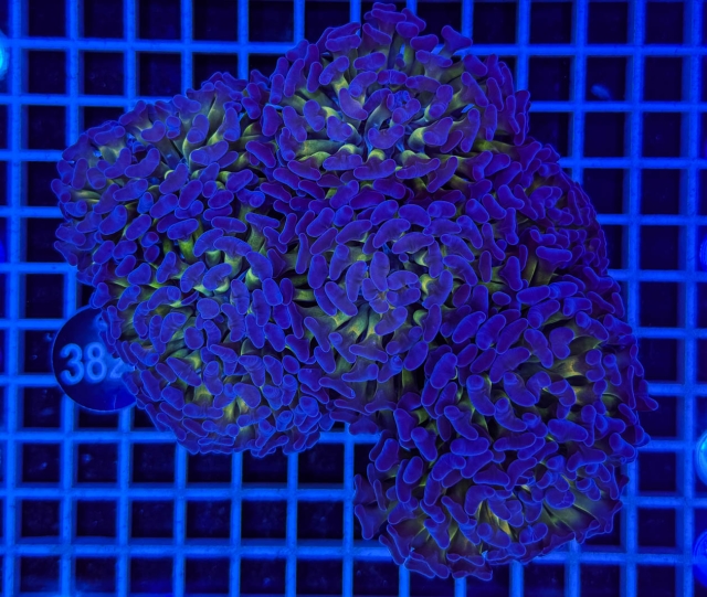 Euphyllia paraancora Euphyllia paraancora