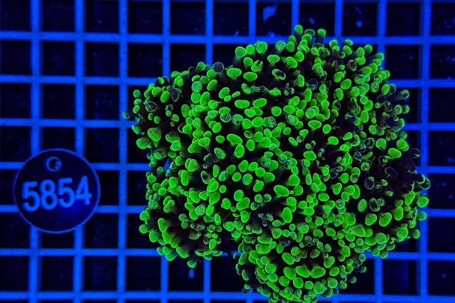 Euphyllia paraancora - 5854_23