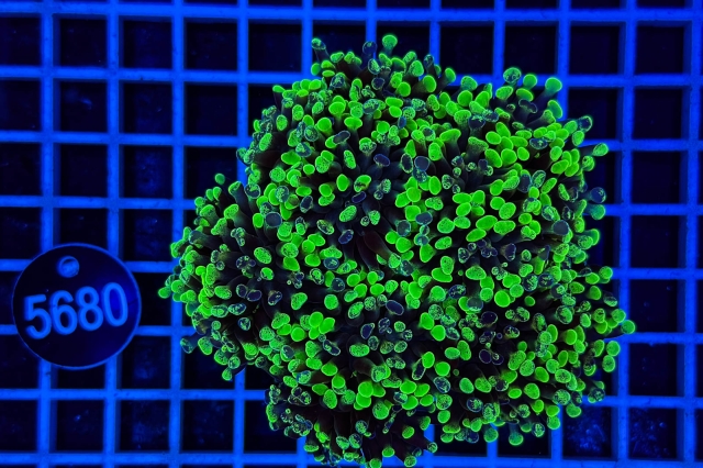 Euphyllia paraancora - 5680_23