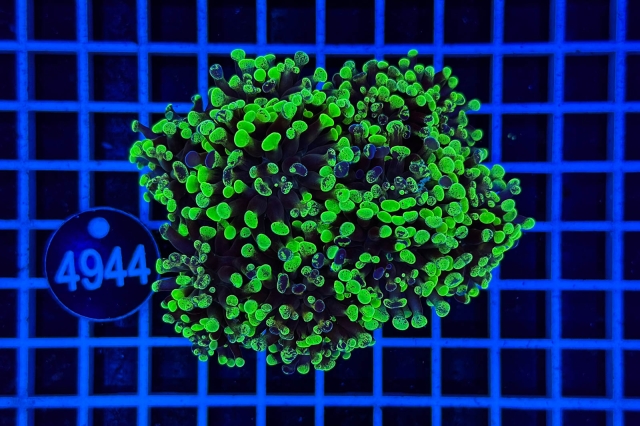 Euphyllia paraancora Euphyllia paraancora