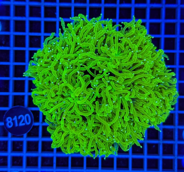 Euphyllia glabrescens Euphyllia glabrescens