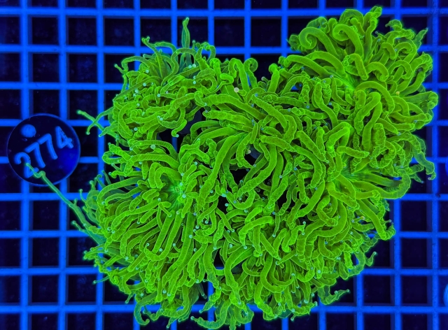 Euphyllia glabrescens Euphyllia glabrescens