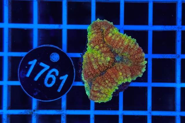 Symphyllia sp. - 1761_23