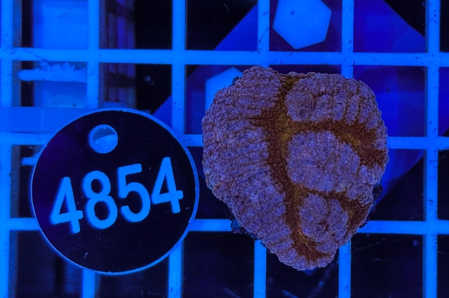 Symphyllia sp. - 4854_23