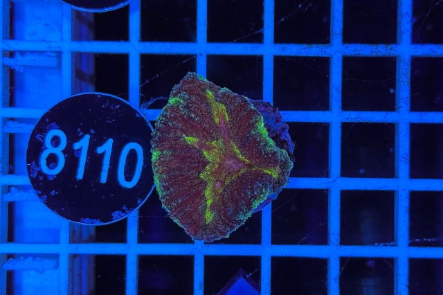 Symphyllia sp. - 8110_23