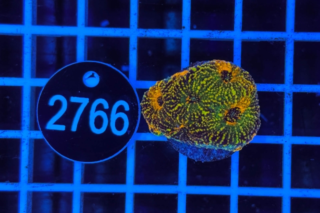 Acanthastrea echinata