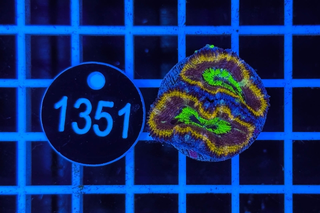 Acanthastrea lordhowensis Rainbow - 1351_23