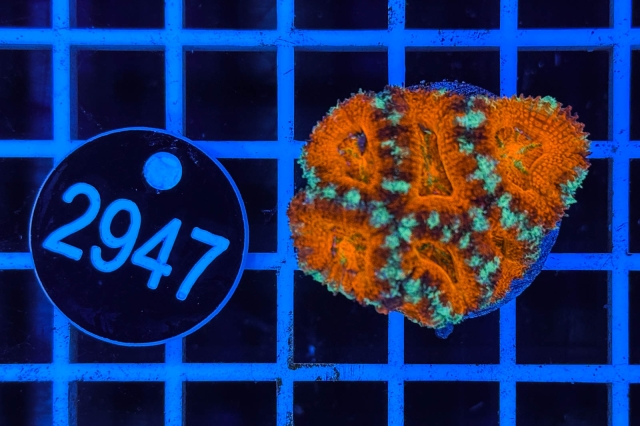 Acanthastrea lordhowensis