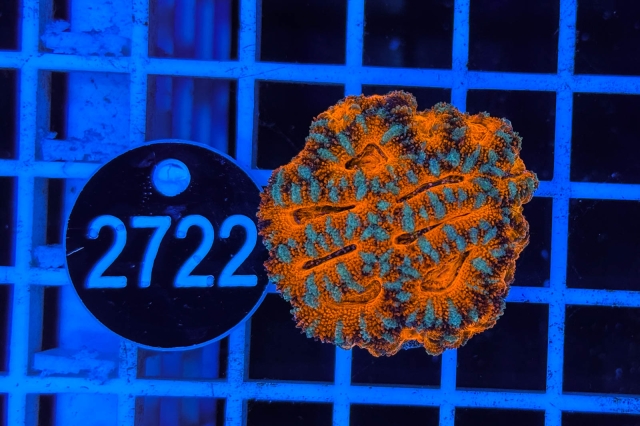 Acanthastrea lordhowensis - 2722_23