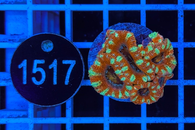 Acanthastrea lordhowensis - 1517_23