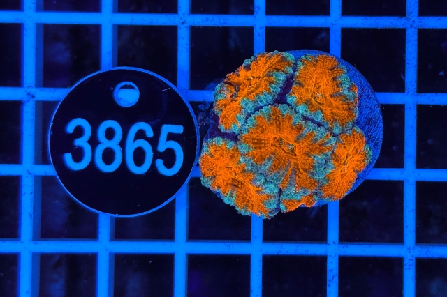 Acanthastrea lordhowensis - 3865_23