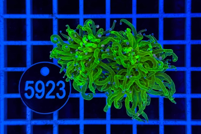 Euphyllia glabrescens - 5923_23