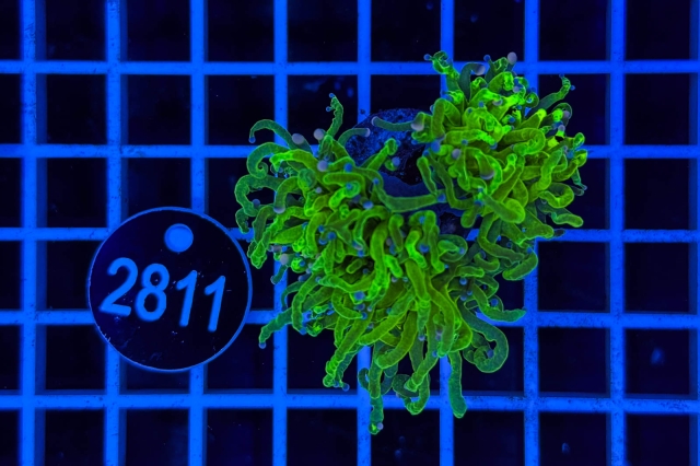 Euphyllia glabrescens Euphyllia glabrescens