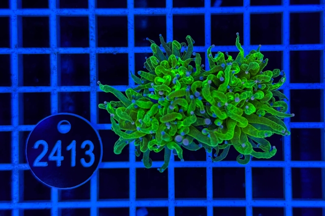 Euphyllia glabrescens - 2413_23