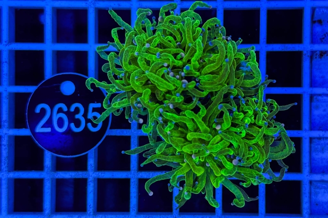 Euphyllia glabrescens - 2635_23