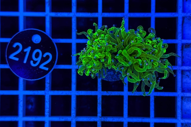 Euphyllia glabrescens - 22192_23