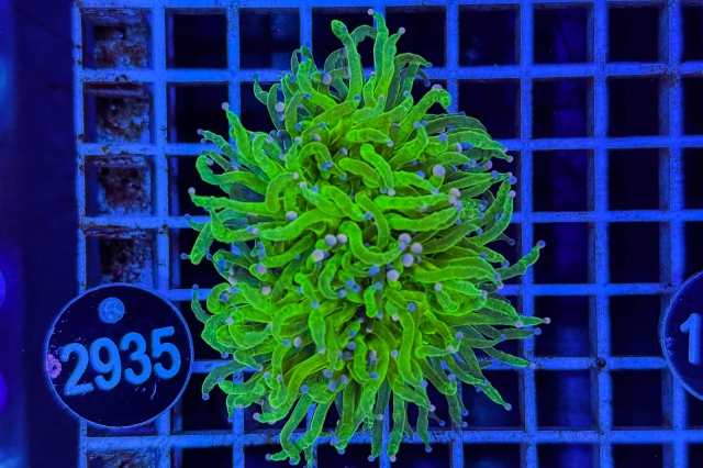 Euphyllia glabrescens - 2935_23