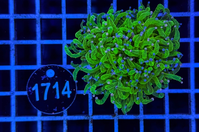 Euphyllia glabrescens Euphyllia glabrescens