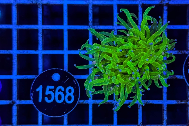 Euphyllia glabrescens - 1568_23