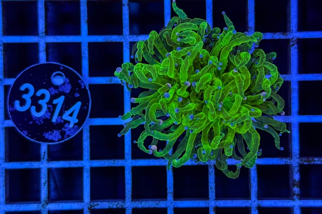 Euphyllia glabrescens - 3314_23