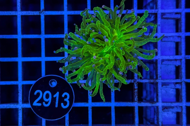 Euphyllia glabrescens - 2913_23