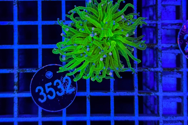 Euphyllia glabrescens - 3532_23